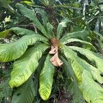 Barringtonia macrocarpa Листок