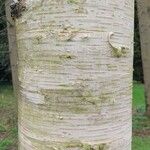 Betula ermanii 樹皮