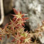 Sedum stelliforme