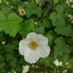 Rubus deliciosus Flor