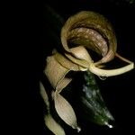 Bulbophyllum penduliscapum പുഷ്പം
