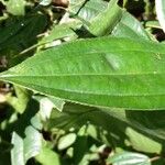 Miconia ciliata Other