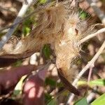Mascarenhasia arborescens Flor