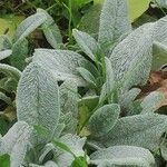 Stachys byzantinaBlad