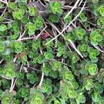 Sedum ternatum Liść