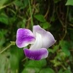 Vigna vexillata Flor