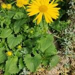 Doronicum caucasicum പുഷ്പം