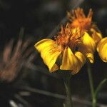Stenotus acaulis Flor