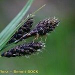 Carex atrata Frucht