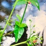 Scrophularia oblongifolia Blad