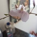 Ionopsis utricularioides Flower
