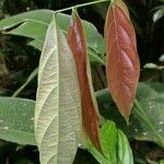 Rourea suerrensis Leaf