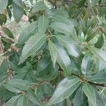 Quercus myrsinifolia Leaf