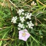 Torilis arvensis Flower