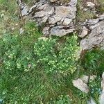 Alchemilla alpigena Leaf