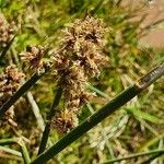 Scirpus brachyceras Flower