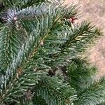 Abies nordmanniana Feuille