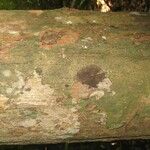 Lecythis idatimon Bark