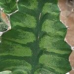 Euphorbia angularis