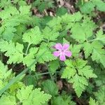 Geranium robertianumFlower