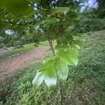 Viburnum rufidulum Foglia