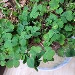 Oxalis corniculataFrunză