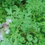 Phacelia tanacetifolia Blad