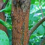 Fraxinus latifolia Bark