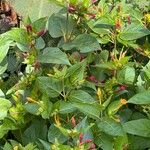 Mirabilis jalapa Blatt