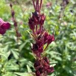 Penstemon barbatus Fruit