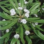 Globularia salicina Flower