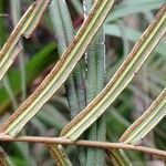 Pteris vittata Fruit