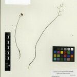 Utricularia nervosa