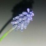 Muscari neglectum花