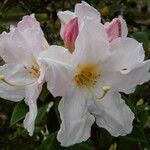 Rhododendron maddenii Flower