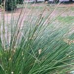 Scirpoides holoschoenus Leaf