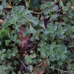 Sedum ternatum পাতা