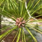 Pinus elliottii Folha