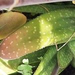 Gasteria disticha Leaf