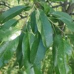 Prunus dulcis Hostoa
