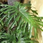 Philodendron bipinnatifidum Folha