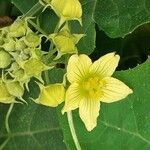 Bryonia verrucosa Flor