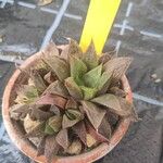 Haworthia magnifica Leaf