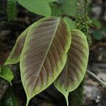 Spatholobus multiflorus Hoja