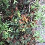 Erica ciliaris Цвят