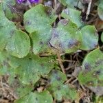 Hepatica nobilis Leaf