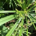 Cyperus laxus Květ