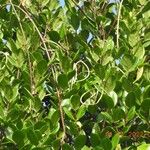 Forsteronia guyanensis Yeri