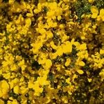 Cytisus galianoi Fula