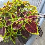 Coleus decurrensLeaf